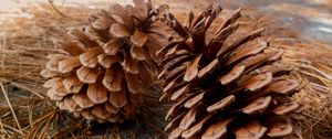 Preview wallpaper pine, cones, needles