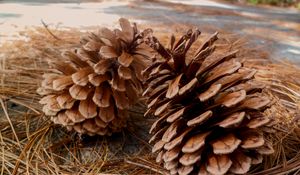 Preview wallpaper pine, cones, needles