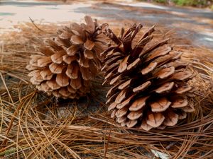 Preview wallpaper pine, cones, needles