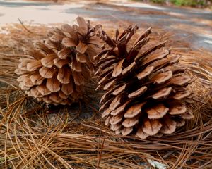 Preview wallpaper pine, cones, needles