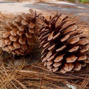 Preview wallpaper pine, cones, needles