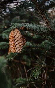 Preview wallpaper pine, cones, needles, branch