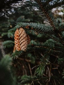 Preview wallpaper pine, cones, needles, branch