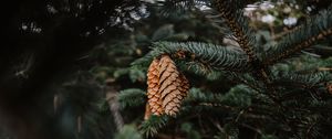 Preview wallpaper pine, cones, needles, branch