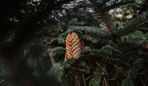 Preview wallpaper pine, cones, needles, branch