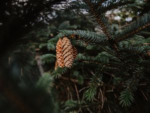 Preview wallpaper pine, cones, needles, branch