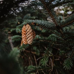 Preview wallpaper pine, cones, needles, branch