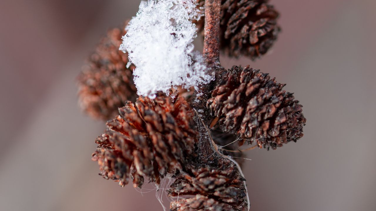 Wallpaper pine cones, snow, branch, blur, macro, cobweb, winter