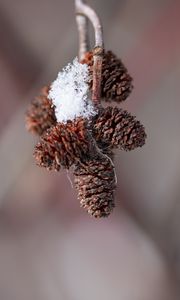 Preview wallpaper pine cones, snow, branch, blur, macro, cobweb, winter