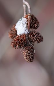 Preview wallpaper pine cones, snow, branch, blur, macro, cobweb, winter