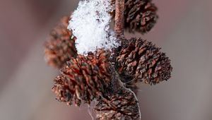 Preview wallpaper pine cones, snow, branch, blur, macro, cobweb, winter