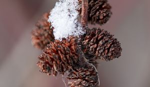 Preview wallpaper pine cones, snow, branch, blur, macro, cobweb, winter