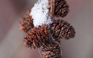 Preview wallpaper pine cones, snow, branch, blur, macro, cobweb, winter