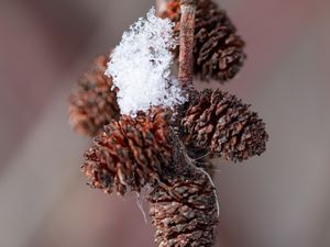 Preview wallpaper pine cones, snow, branch, blur, macro, cobweb, winter