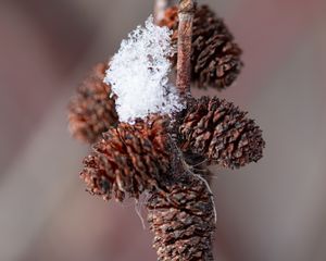 Preview wallpaper pine cones, snow, branch, blur, macro, cobweb, winter