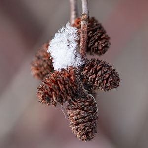 Preview wallpaper pine cones, snow, branch, blur, macro, cobweb, winter