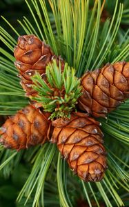 Preview wallpaper pine, cones, spines, spruce