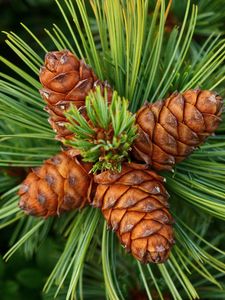 Preview wallpaper pine, cones, spines, spruce