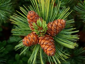 Preview wallpaper pine, cones, spines, spruce