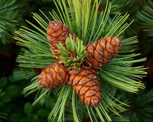 Preview wallpaper pine, cones, spines, spruce