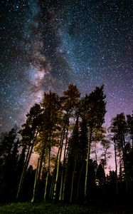 Preview wallpaper pine, forest, starry sky, stars, night