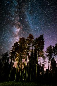 Preview wallpaper pine, forest, starry sky, stars, night