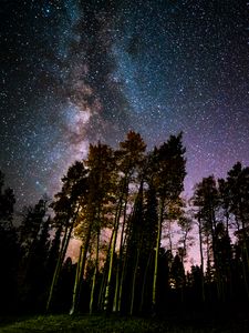 Preview wallpaper pine, forest, starry sky, stars, night