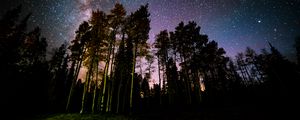 Preview wallpaper pine, forest, starry sky, stars, night
