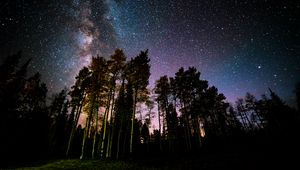 Preview wallpaper pine, forest, starry sky, stars, night