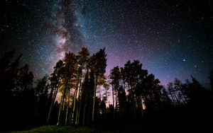 Preview wallpaper pine, forest, starry sky, stars, night