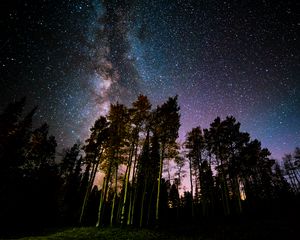 Preview wallpaper pine, forest, starry sky, stars, night