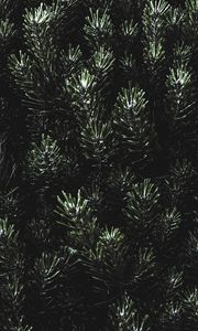 Preview wallpaper pine, needles, branches, green