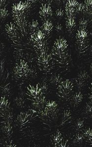 Preview wallpaper pine, needles, branches, green