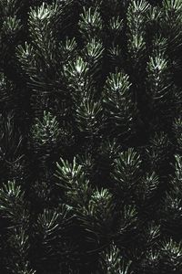 Preview wallpaper pine, needles, branches, green