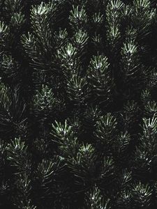 Preview wallpaper pine, needles, branches, green