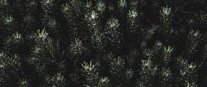 Preview wallpaper pine, needles, branches, green