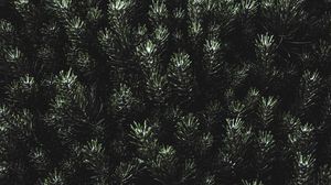 Preview wallpaper pine, needles, branches, green