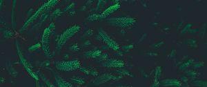 Preview wallpaper pine, needles, branches, tree, dark