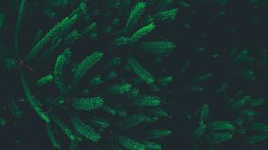 Preview wallpaper pine, needles, branches, tree, dark