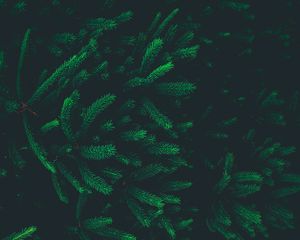 Preview wallpaper pine, needles, branches, tree, dark