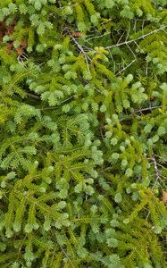 Preview wallpaper pine, needles, branches, green, macro