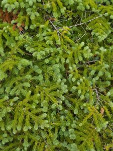 Preview wallpaper pine, needles, branches, green, macro