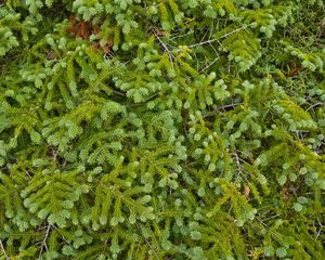 Preview wallpaper pine, needles, branches, green, macro