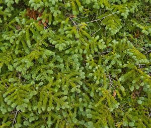 Preview wallpaper pine, needles, branches, green, macro