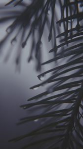 Preview wallpaper pine needles, drops, dark, bw