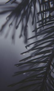 Preview wallpaper pine needles, drops, dark, bw