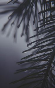 Preview wallpaper pine needles, drops, dark, bw