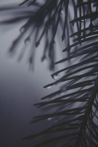 Preview wallpaper pine needles, drops, dark, bw