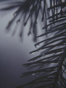 Preview wallpaper pine needles, drops, dark, bw