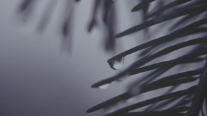 Preview wallpaper pine needles, drops, dark, bw